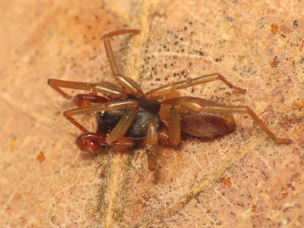 Dasumia taeniifera