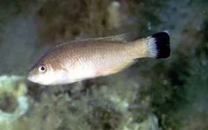 Lappira ca' cuda nira