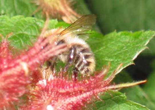 Bombus humilis