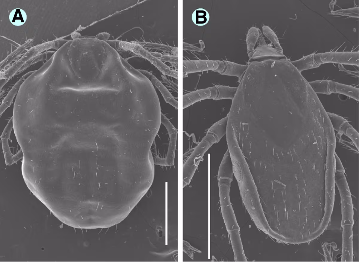 Ixodes vespertilionis