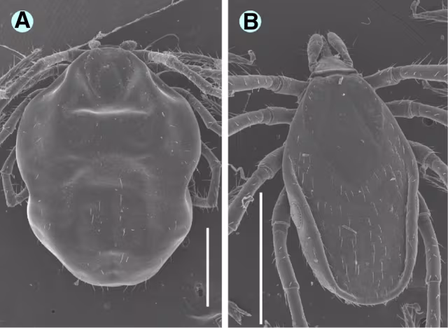 Ixodes vespertilionis