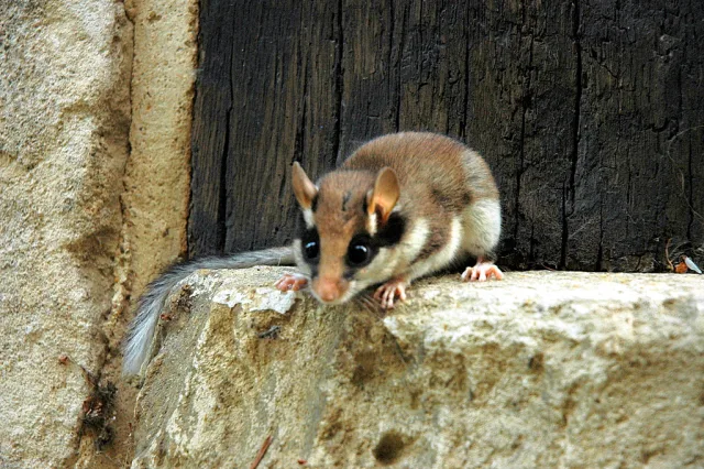 Quercino