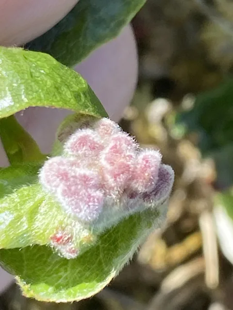 Aculus gemmarum