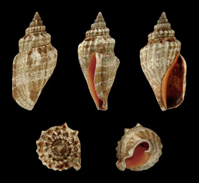 Canarium labiatum