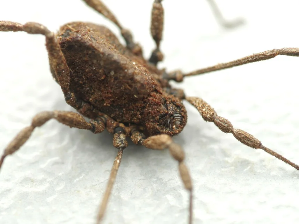Dicranolasma soerensenii