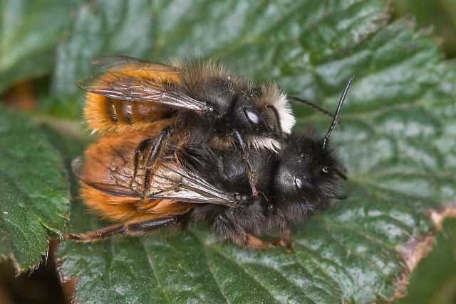 Ape cornuta