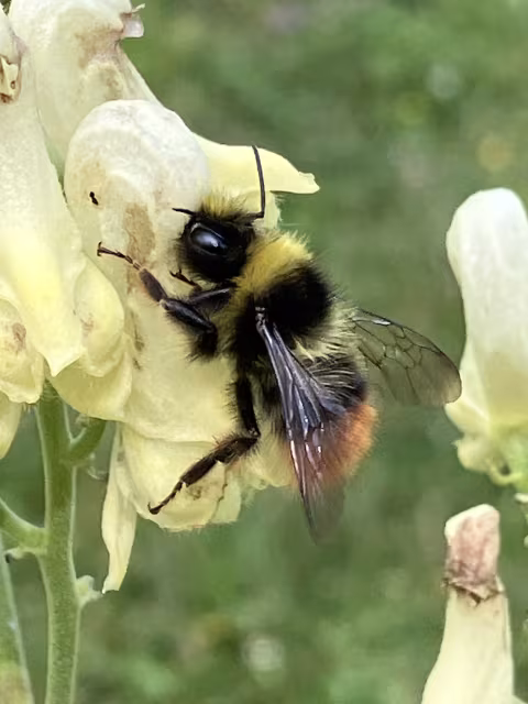 Bombus mastrucatus