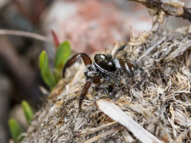 Pellenes nigrociliatus