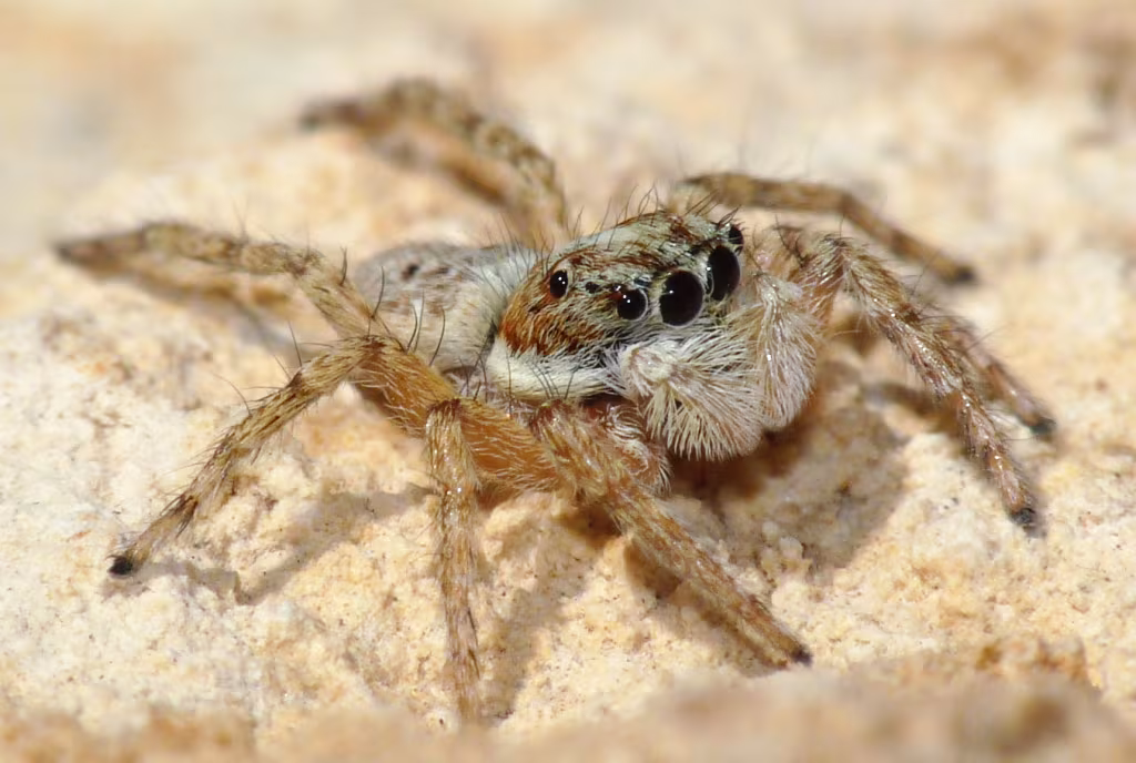Salticide muraiolo comune