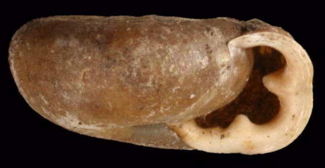 Causa holosericea