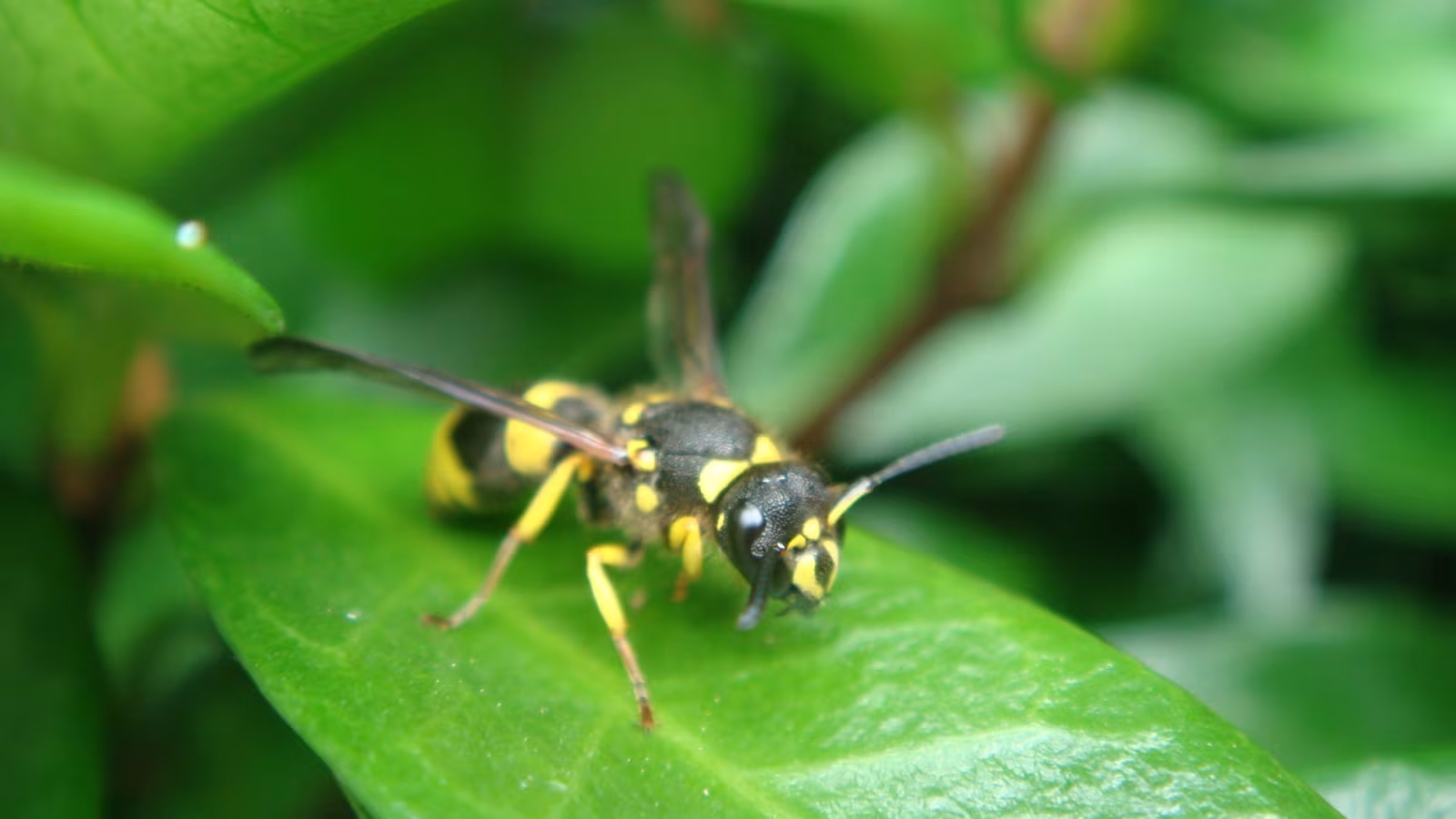 Ancistrocerus gazella