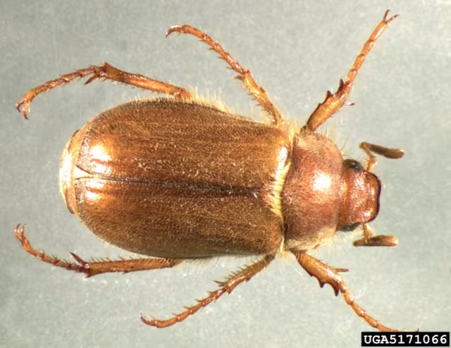 Amphimallon majale