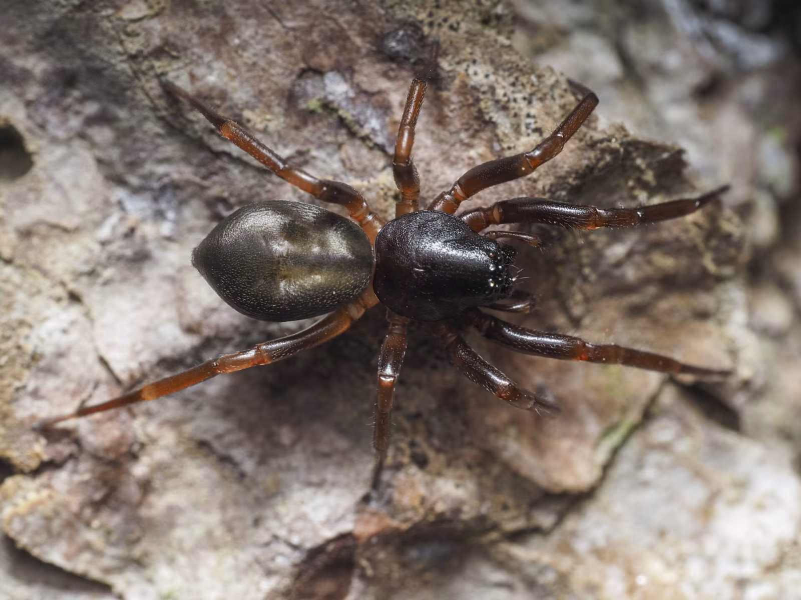 Cetonana laticeps