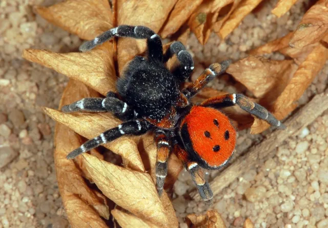 Eresus kollari