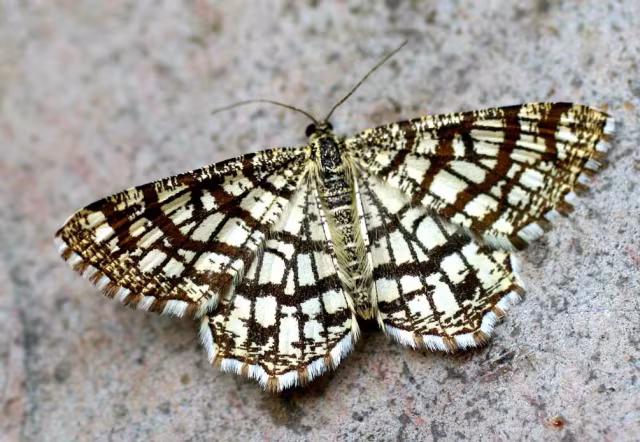 Geometra scacchiera