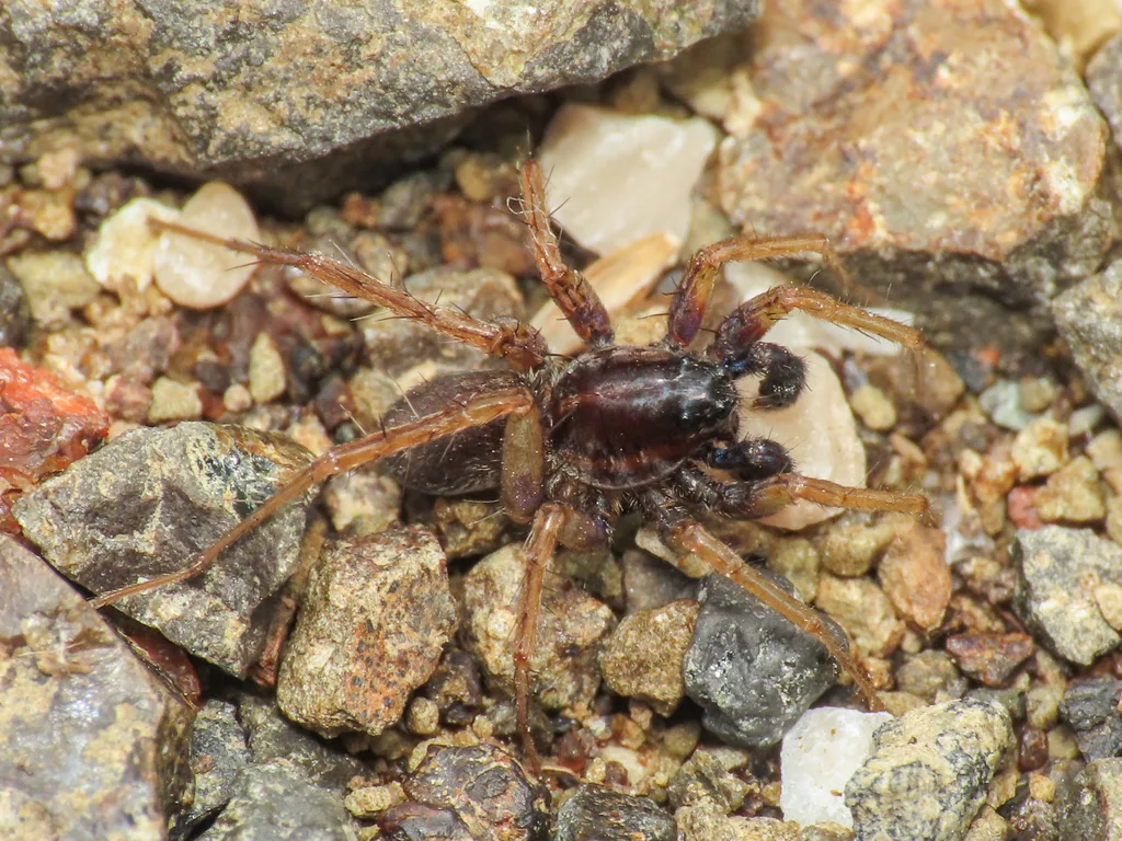 Pardosa oreophila