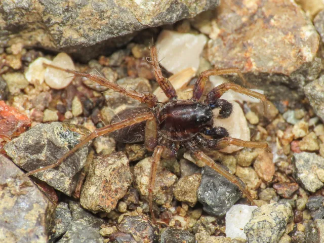 Pardosa oreophila
