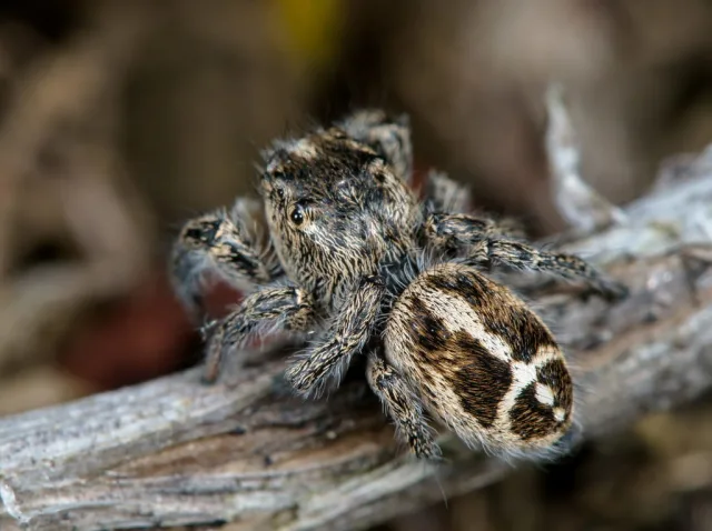 Pellenes tripunctatus