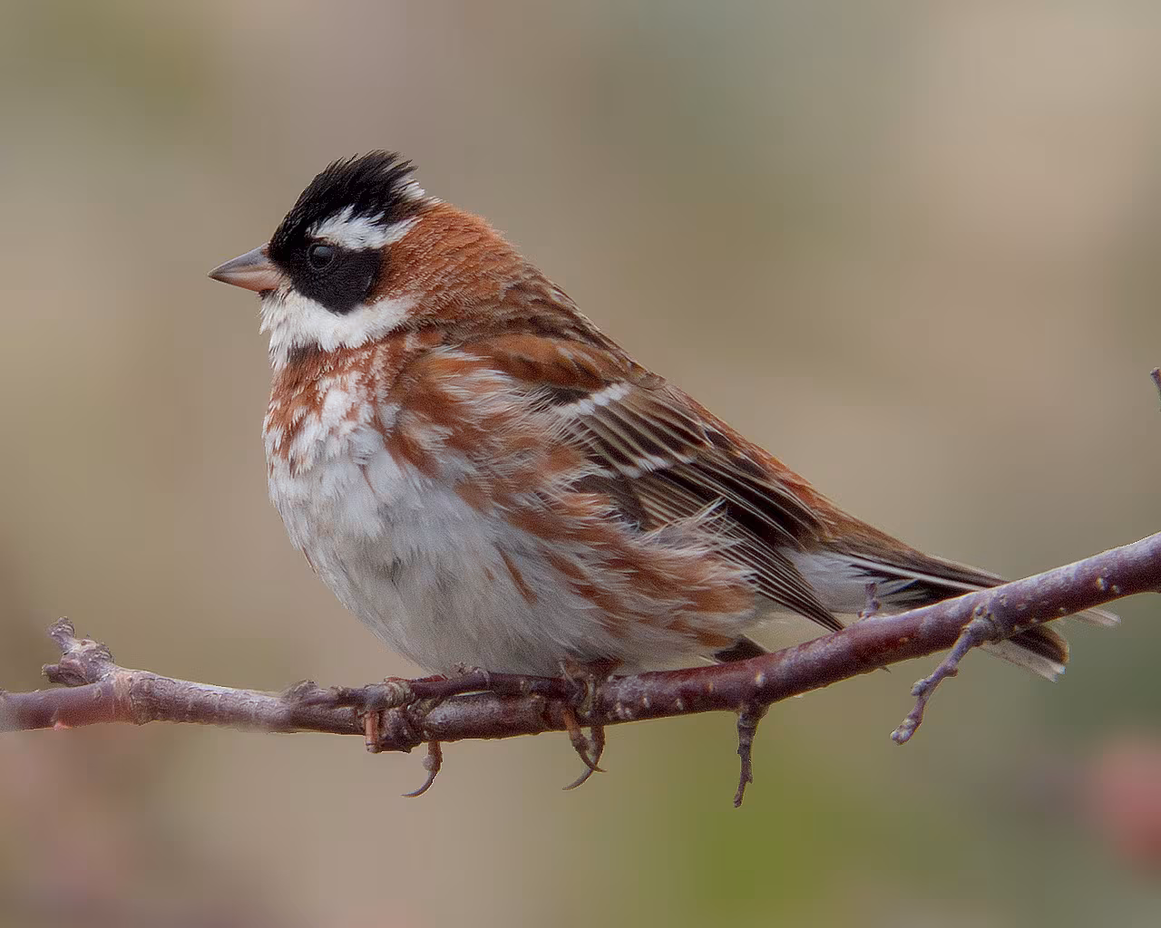 Zigolo boschereccio