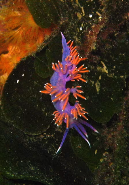 Flabellina d'Ischia