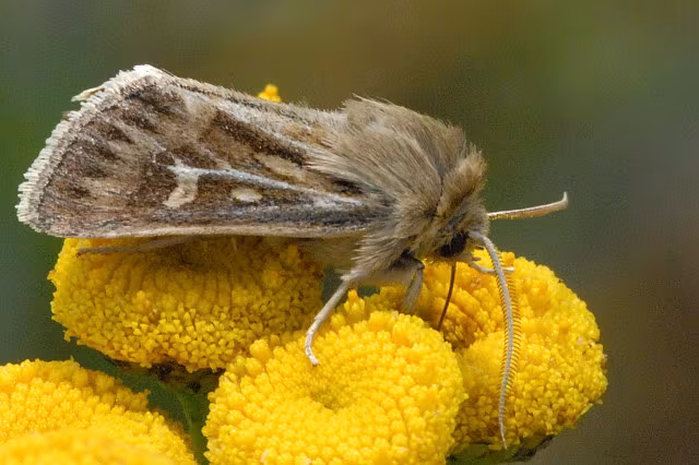 Cerapteryx graminis