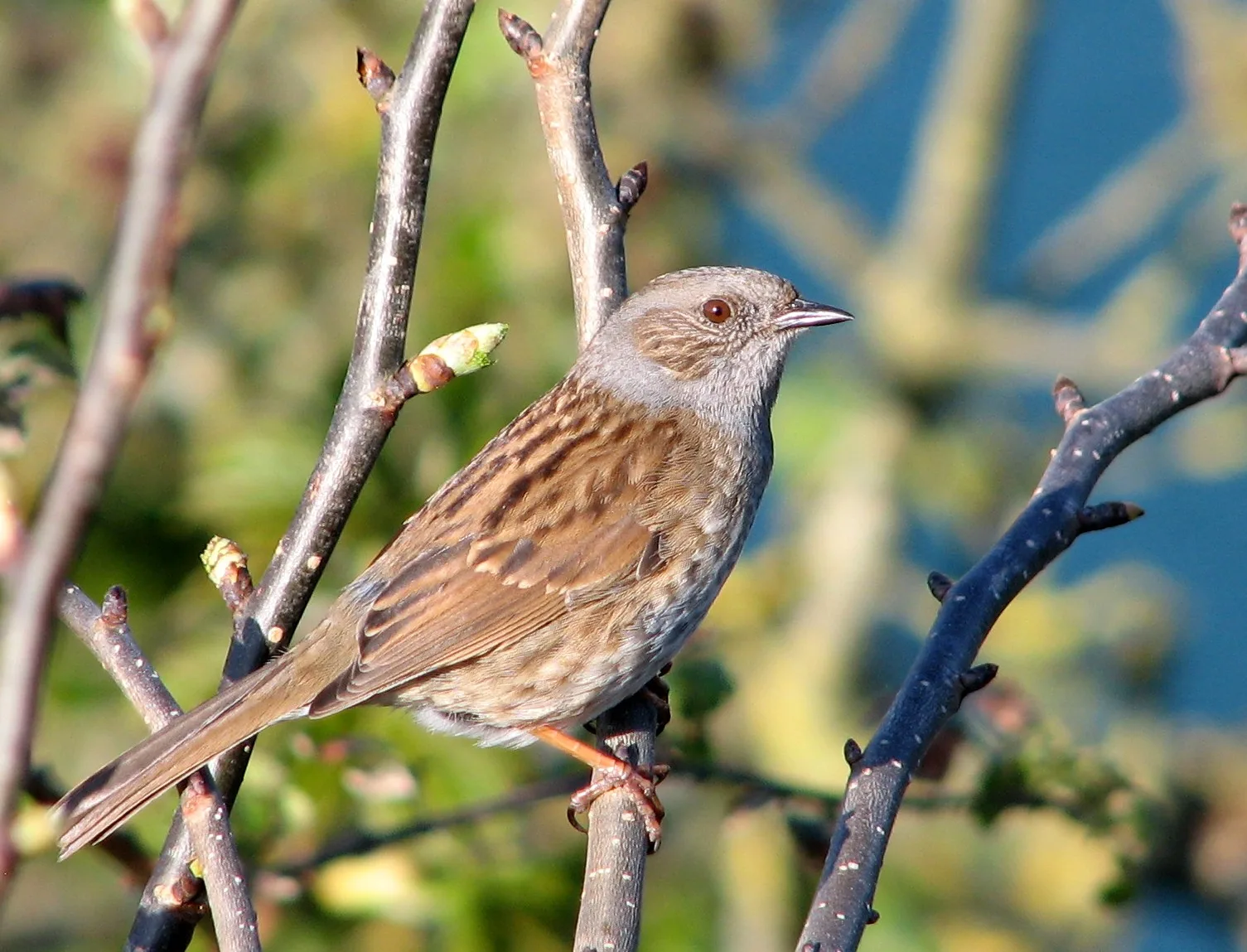 Passera scopaiola