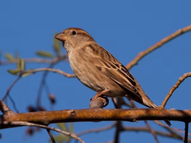 Passera sarda