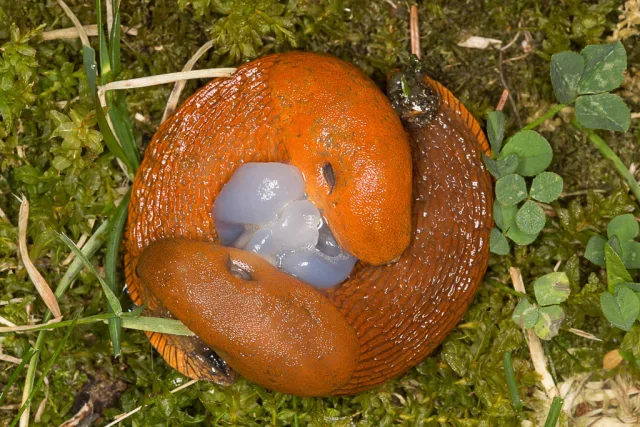 Limaccia Rossa