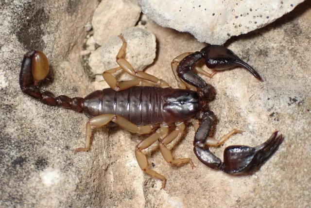 Euscorpius niciensis