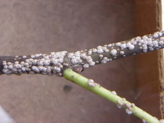 ceroplaste del fico