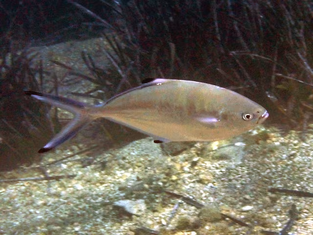 Leccia stellata