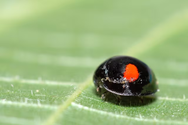 Chilocorus renipustulatus