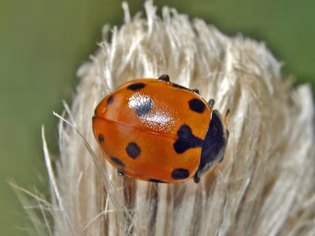 Ceratomegilla undecimnotata
