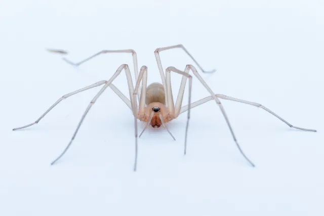 Cithaeron praedonius
