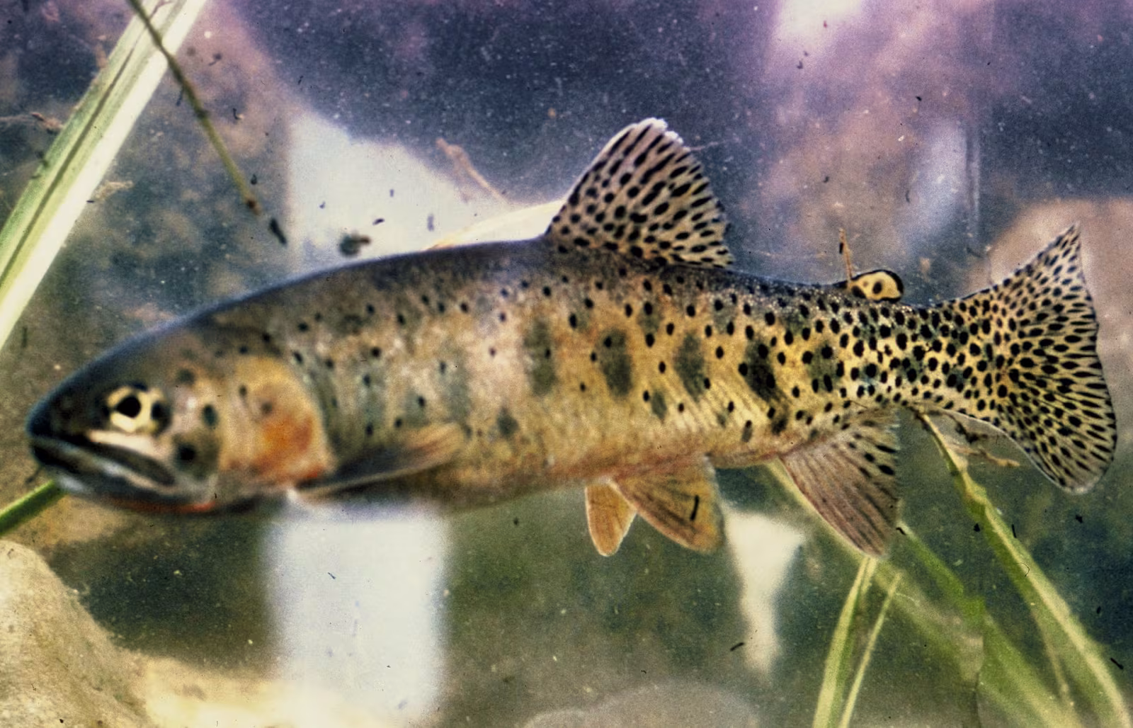 Oncorhynchus virginalis
