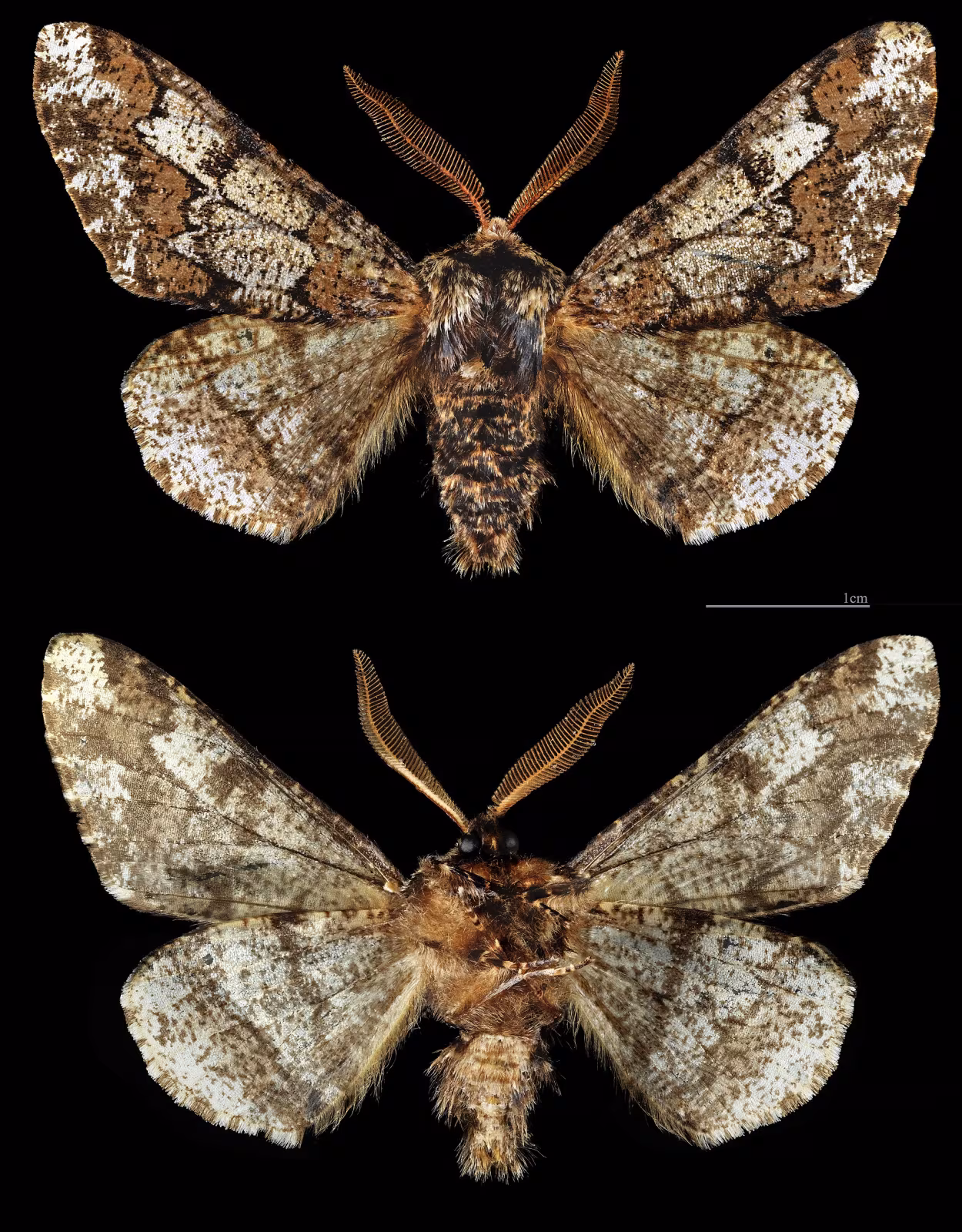 Biston strataria