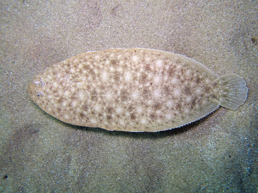 Sogliola nasuta