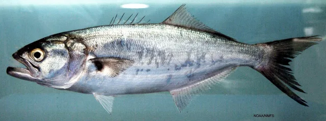 Pesce serra