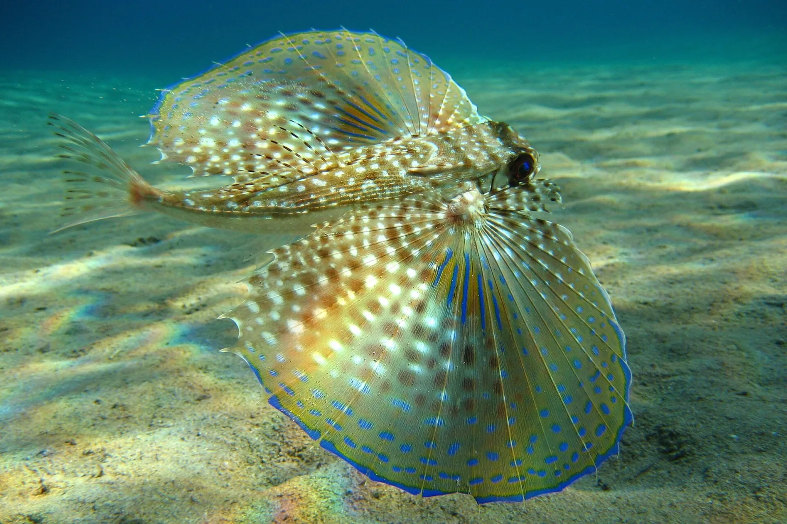 Pesce civetta