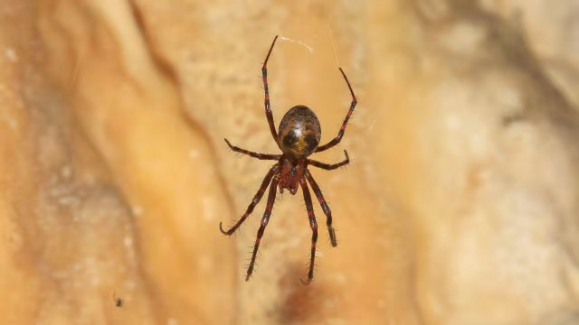 Ragno delle grotte