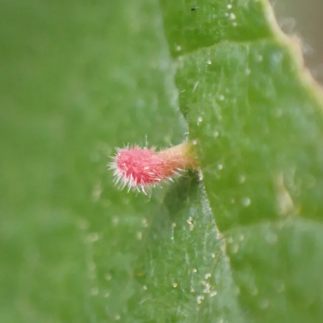 Eriophyes emarginatae