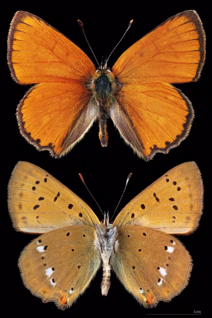 Licena della verga d'oro