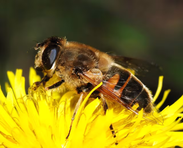 Eristalo tenace