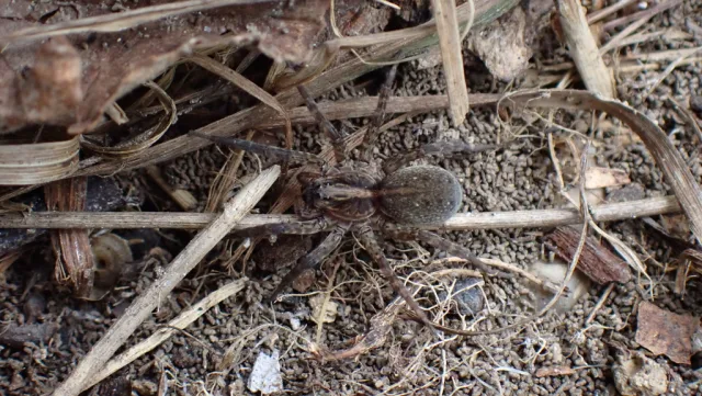 Trochosa hispanica