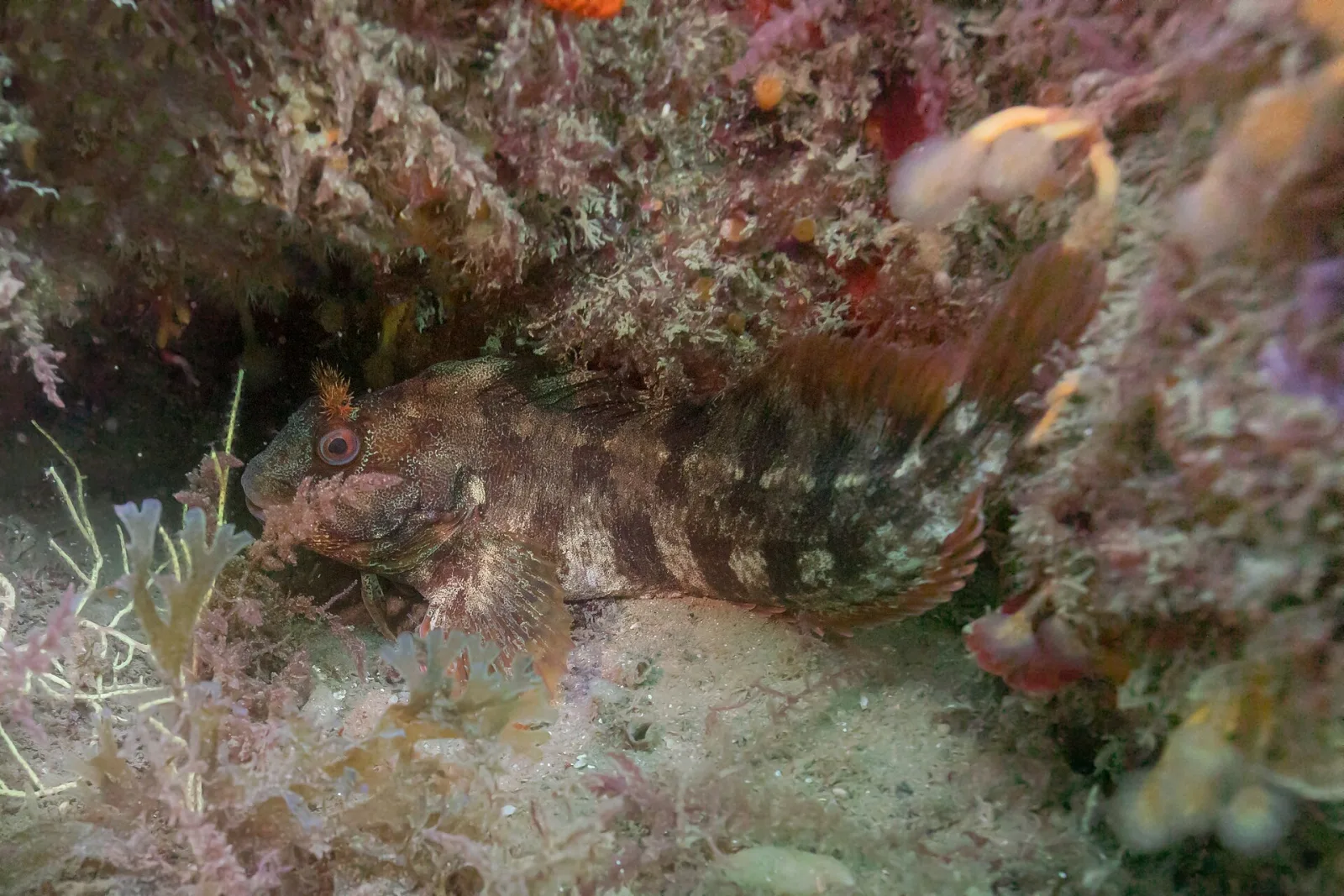Bavosa ruggine