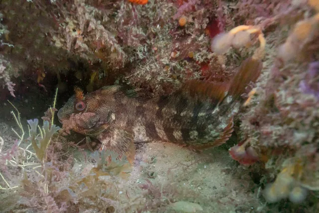 Bavosa ruggine