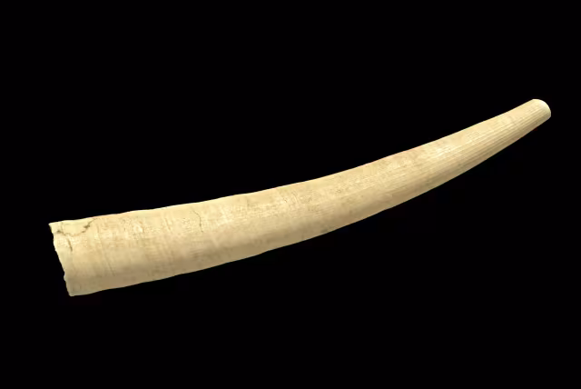 Dente d'elefante comune