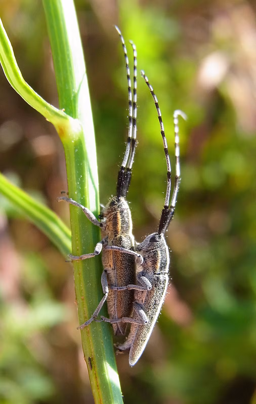 Agapanthia cardui