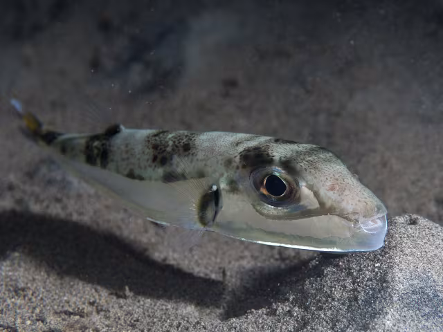 Pesce palla argenteo