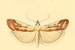 Ancylosis cinnamomella